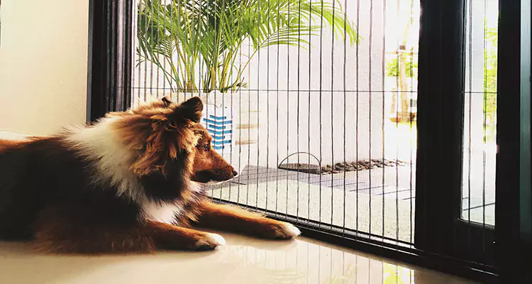 Sliding Screen Pet Door Repair in Altamonte Springs, FL